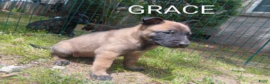 Belgian Malinois Puppy 9