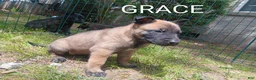 Belgian Malinois dogs for sale: Belgian Malinois Puppy 9 - Ad 1