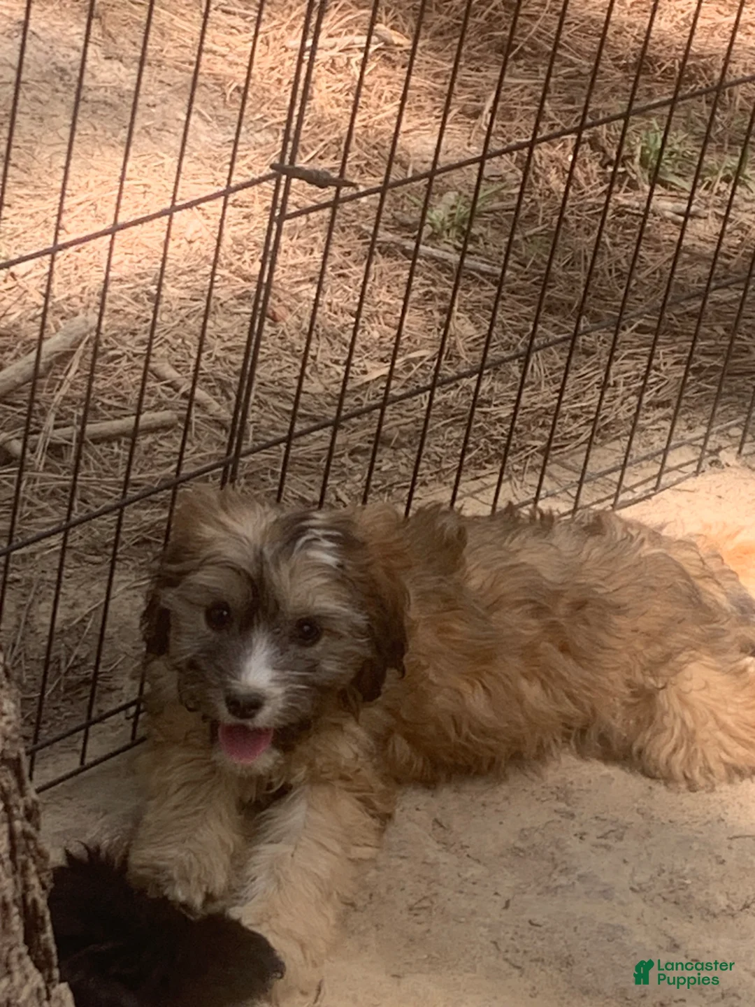 Cavapoo dogs for sale: Cavapoo Puppy 2 - Ad 2