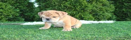 English Bulldog dogs for sale: Dash - Ad 7