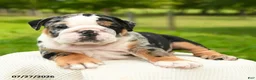 English Bulldog dogs for sale: Meatball - Ad 5