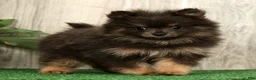 Pomeranian dogs for sale: Layla - Ad 2