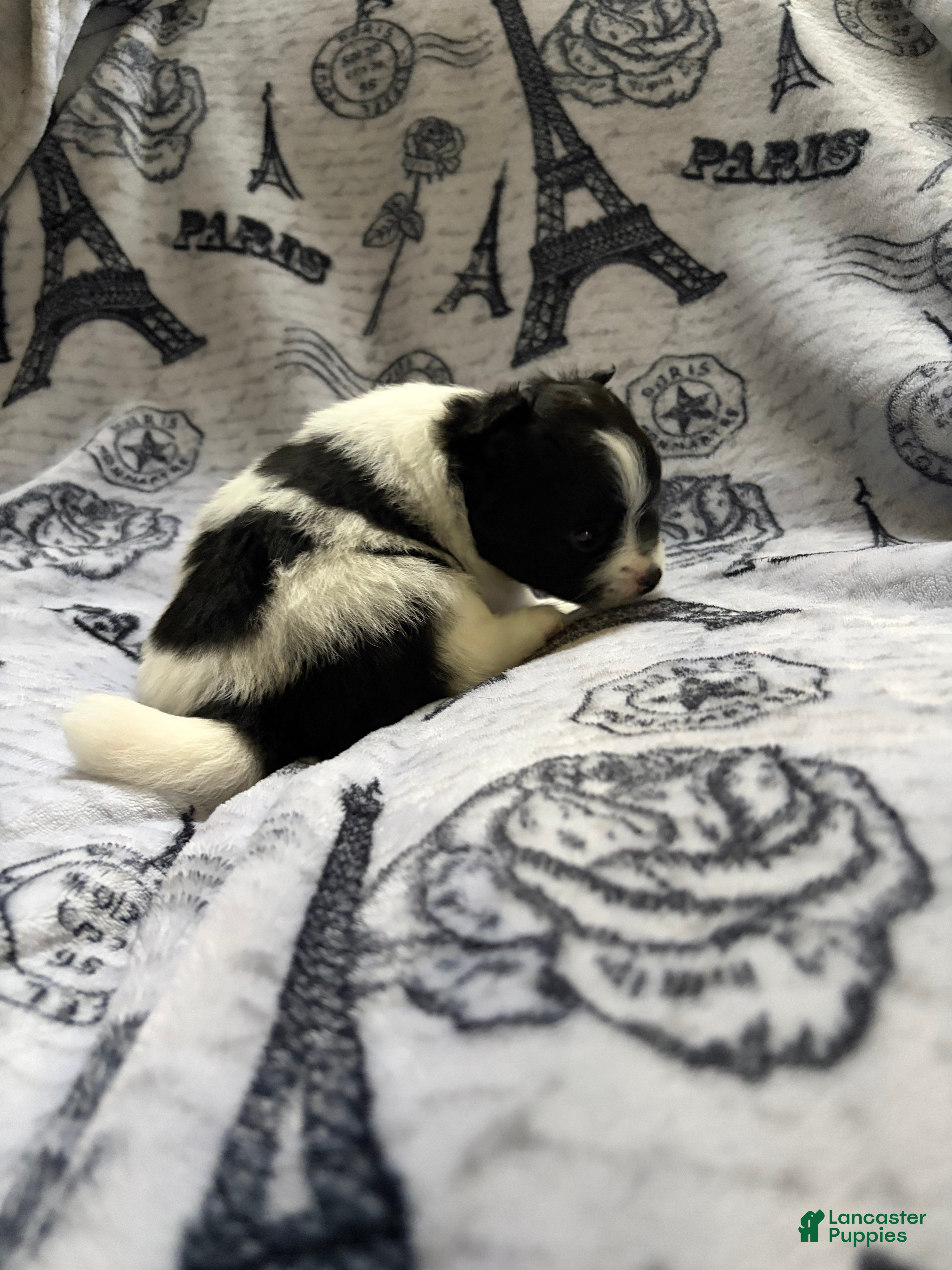 Pomeranian dogs Lana  - Ad 16