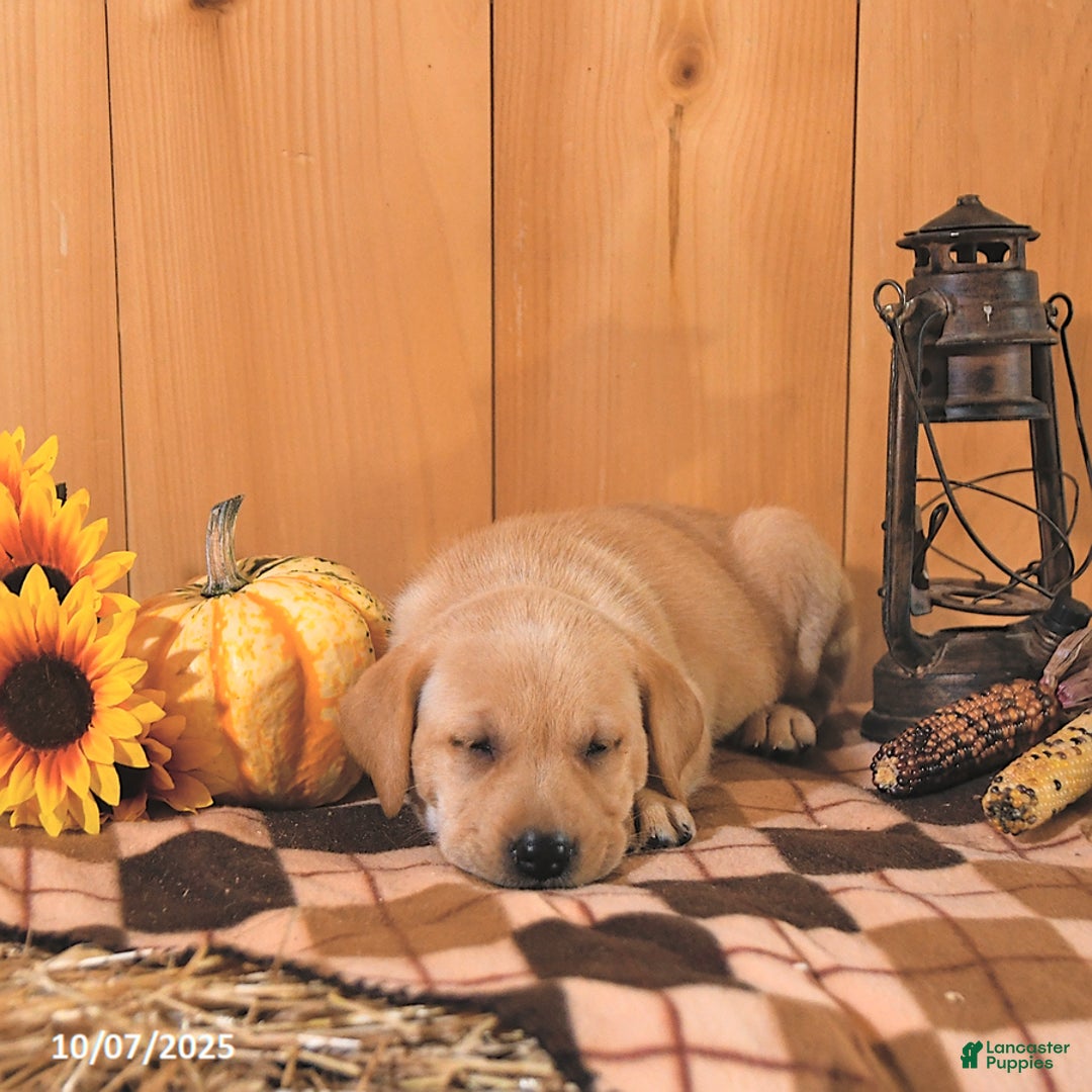 Labrador Retriever dogs for sale: Sunshine - Ad 7