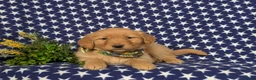Golden Retriever dogs for sale: Fonso - Ad 5