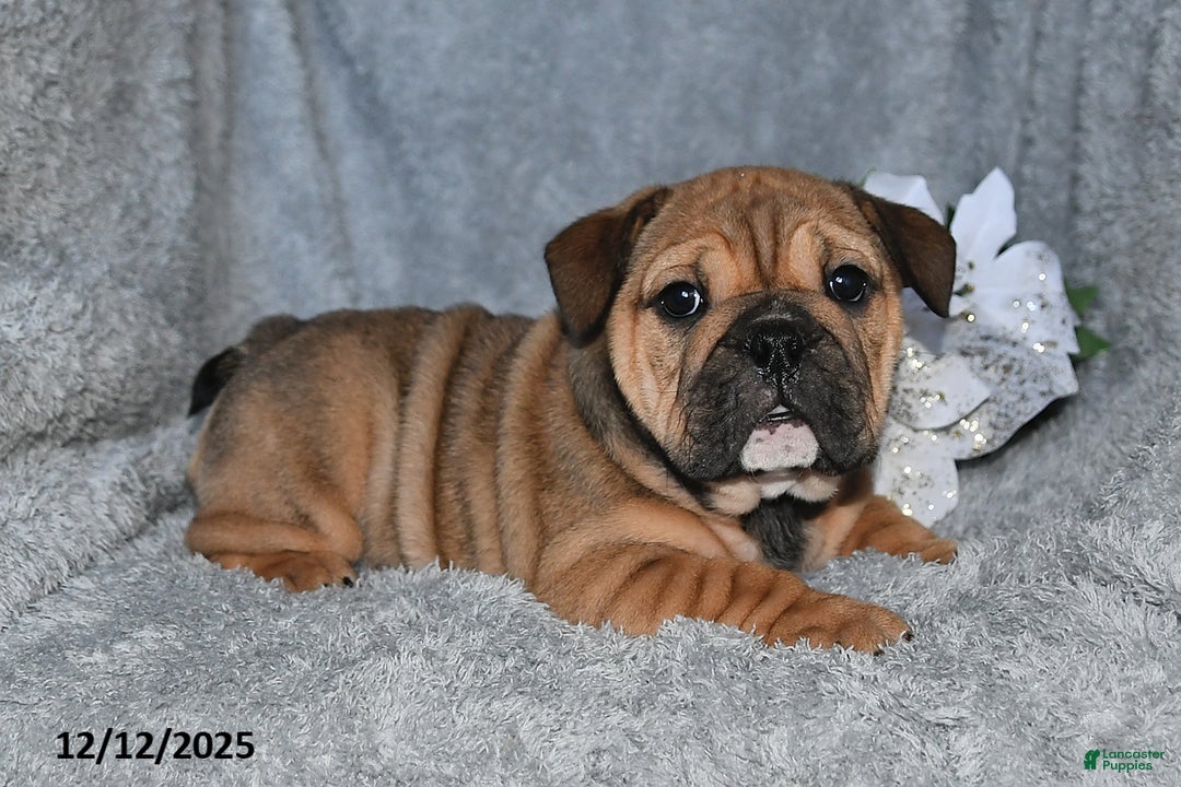 English Bulldog dogs for sale: Selena - Ad 3