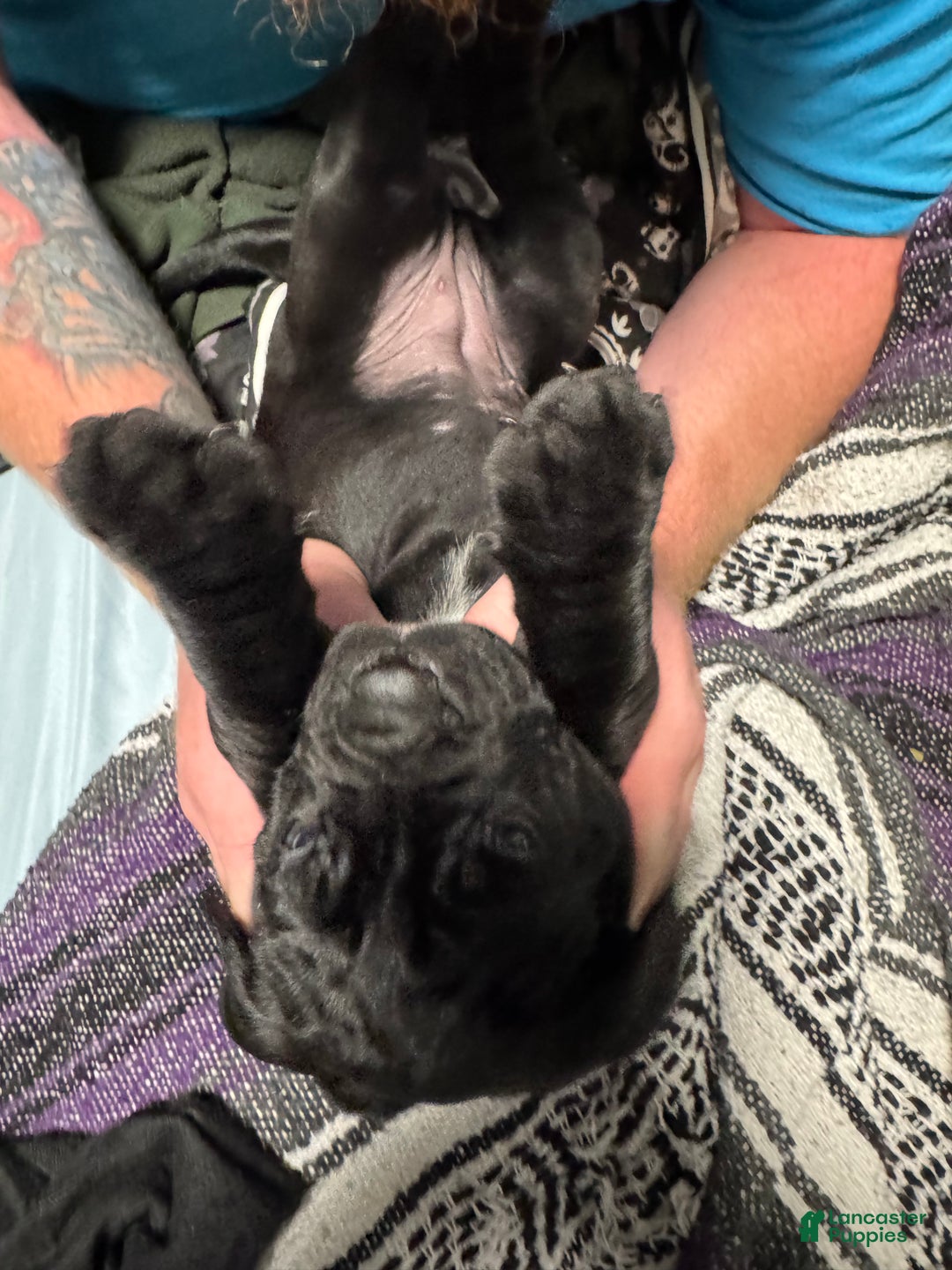 Cane Corso dogs for sale: Siren - Ad 8