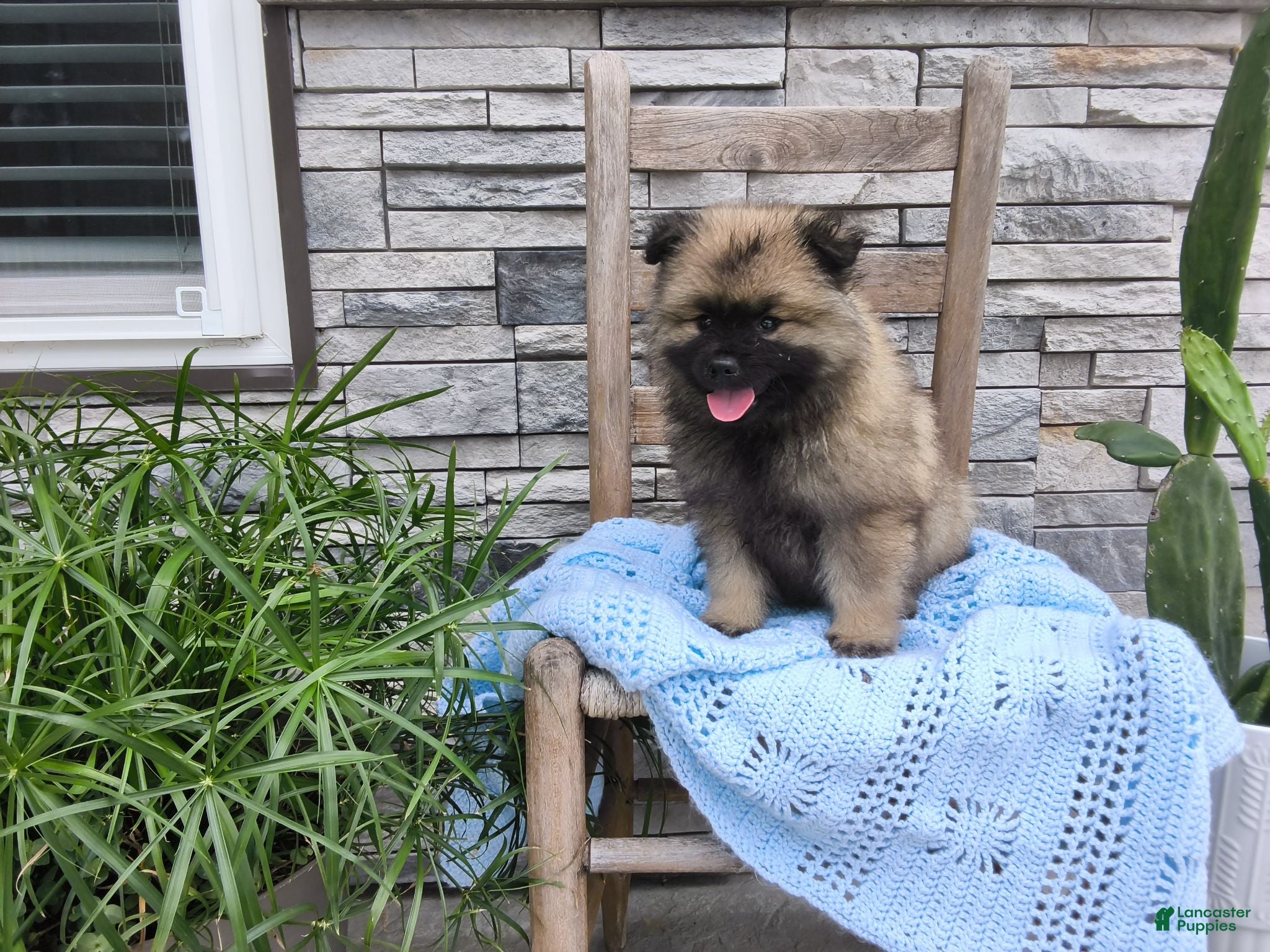 Keeshond dogs Devon - Ad 3