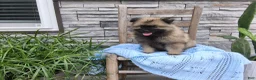 Keeshond dogs for sale: Devon - Ad 1