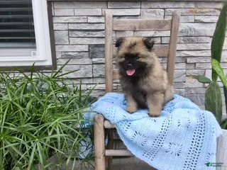Keeshond dogs Devon - Ad 3