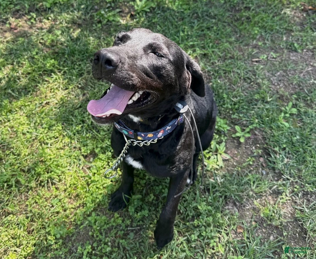 Mixed Breed dogs Annabelle - Ad 2