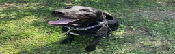 Mixed Breed dogs for sale: Annabelle - Ad 2