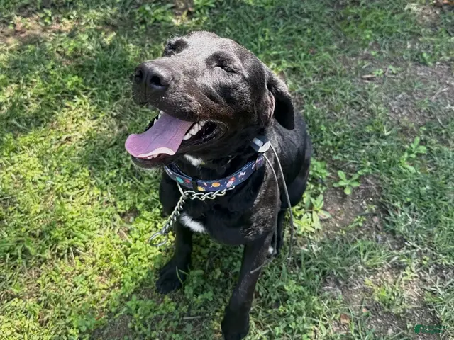 Mixed Breed dogs Annabelle - Ad 2