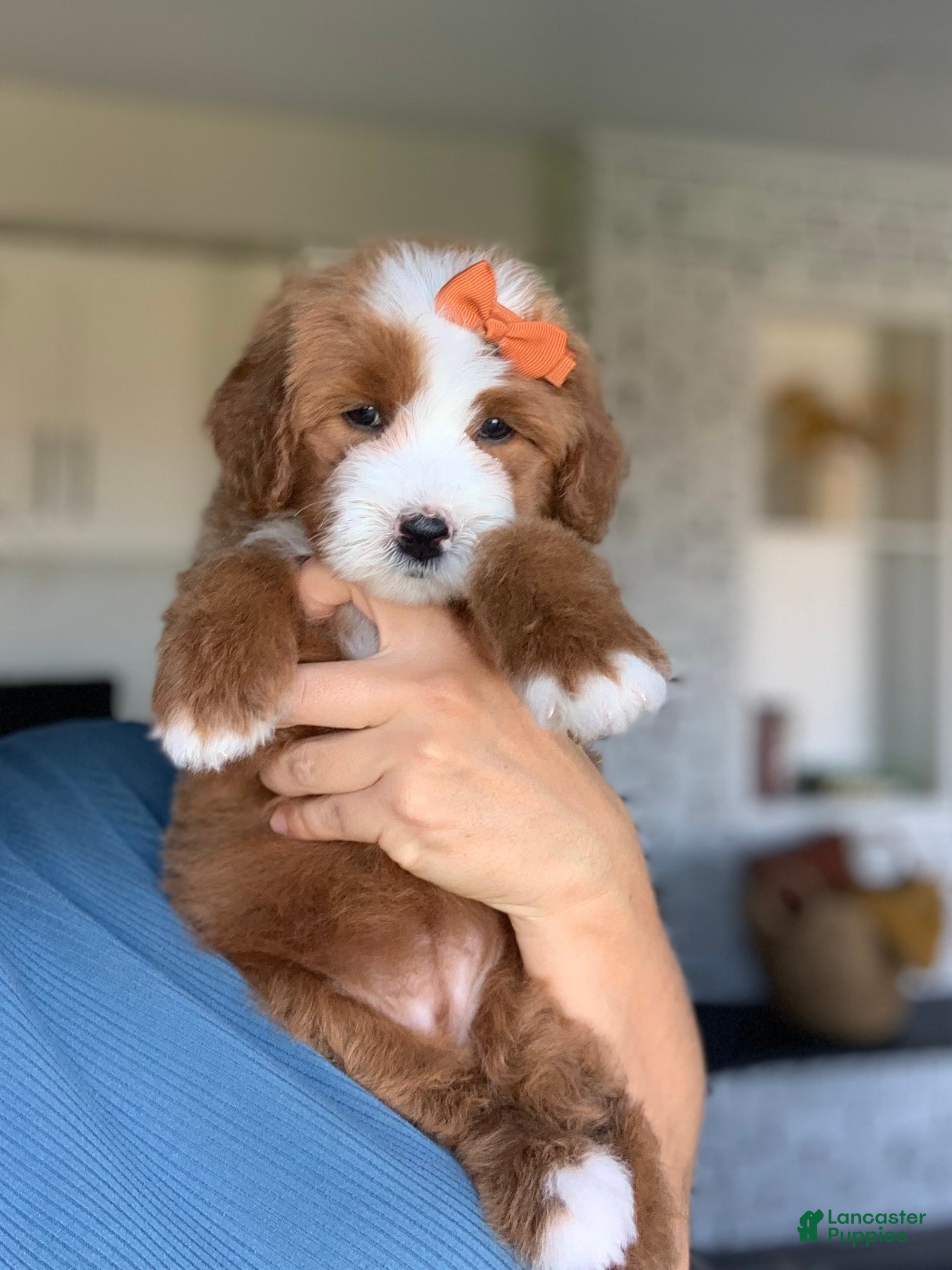 Bernedoodle dogs for sale: Amber - Ad 2