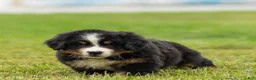 Bernese Mountain Dog dogs for sale: Brady Bernese Mountain Dog  - Ad 4