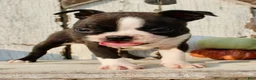 Boston Terrier dogs for sale: Freya Female AKC Boston Terrier - Ad 4