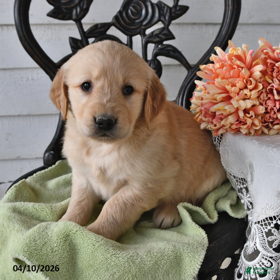 Golden Retriever dogs Marcy - Ad 1