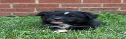 Australian Shepherd dogs for sale: Forest  - Ad 11