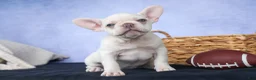 French Bulldog dogs for sale: 💕Jasmine  - Ad 20