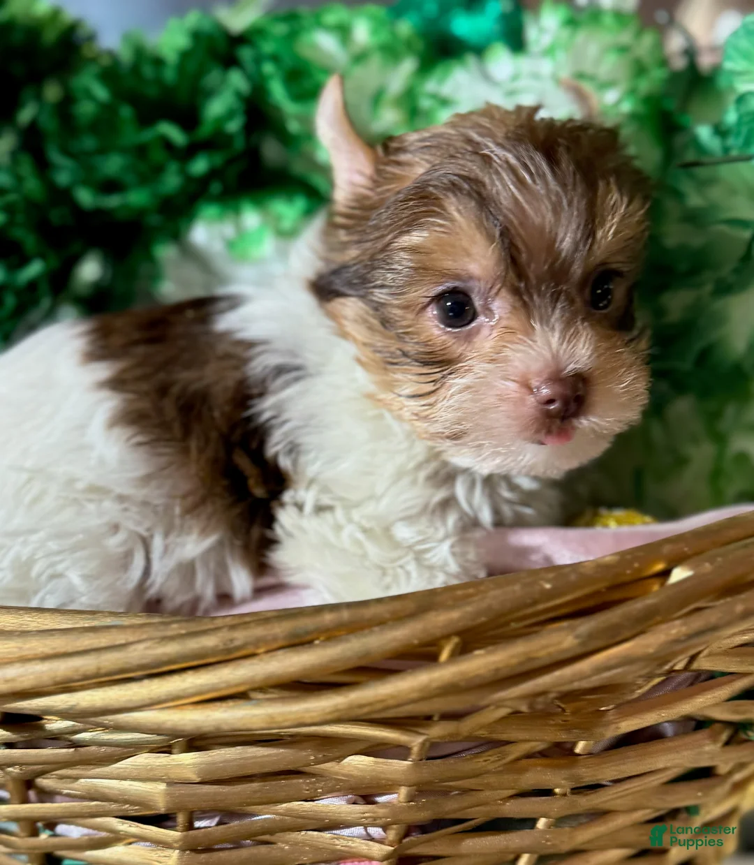 Yorkshire Terrier dogs for sale: Yorkshire Terrier Puppy 2 - Ad 2