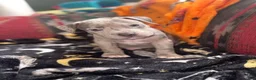 American Bully dogs for sale: American Bully 2 - Ad 3