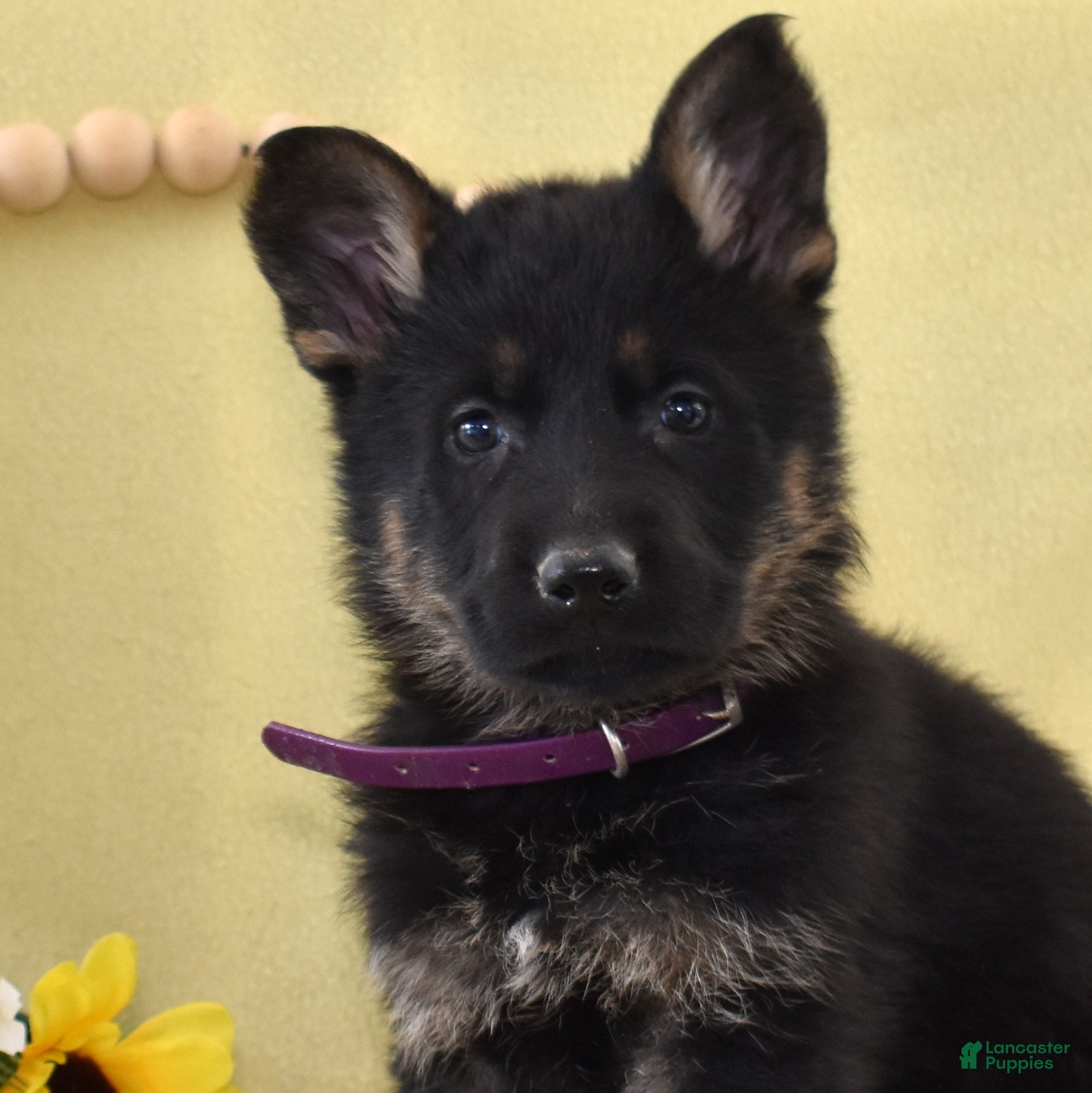 German Shepherd dogs Savannah - Ad 1