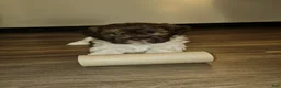 Mixed Breed dogs for sale: Bark Vader  - Ad 4