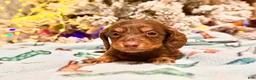 Dachshund dogs for sale: Chocolate mini long coat - Ad 14