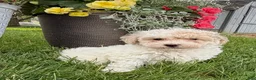 Bichpoo dogs for sale: Frank - Ad 3