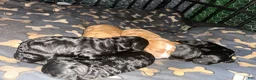 Cavapoo dogs for sale: Cavapoo Puppy 1 - Ad 4