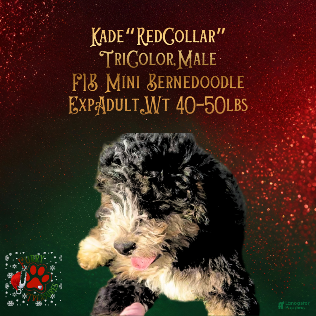 Mini Bernedoodle dogs for sale: Kade “Red Collar” Male - Ad 5