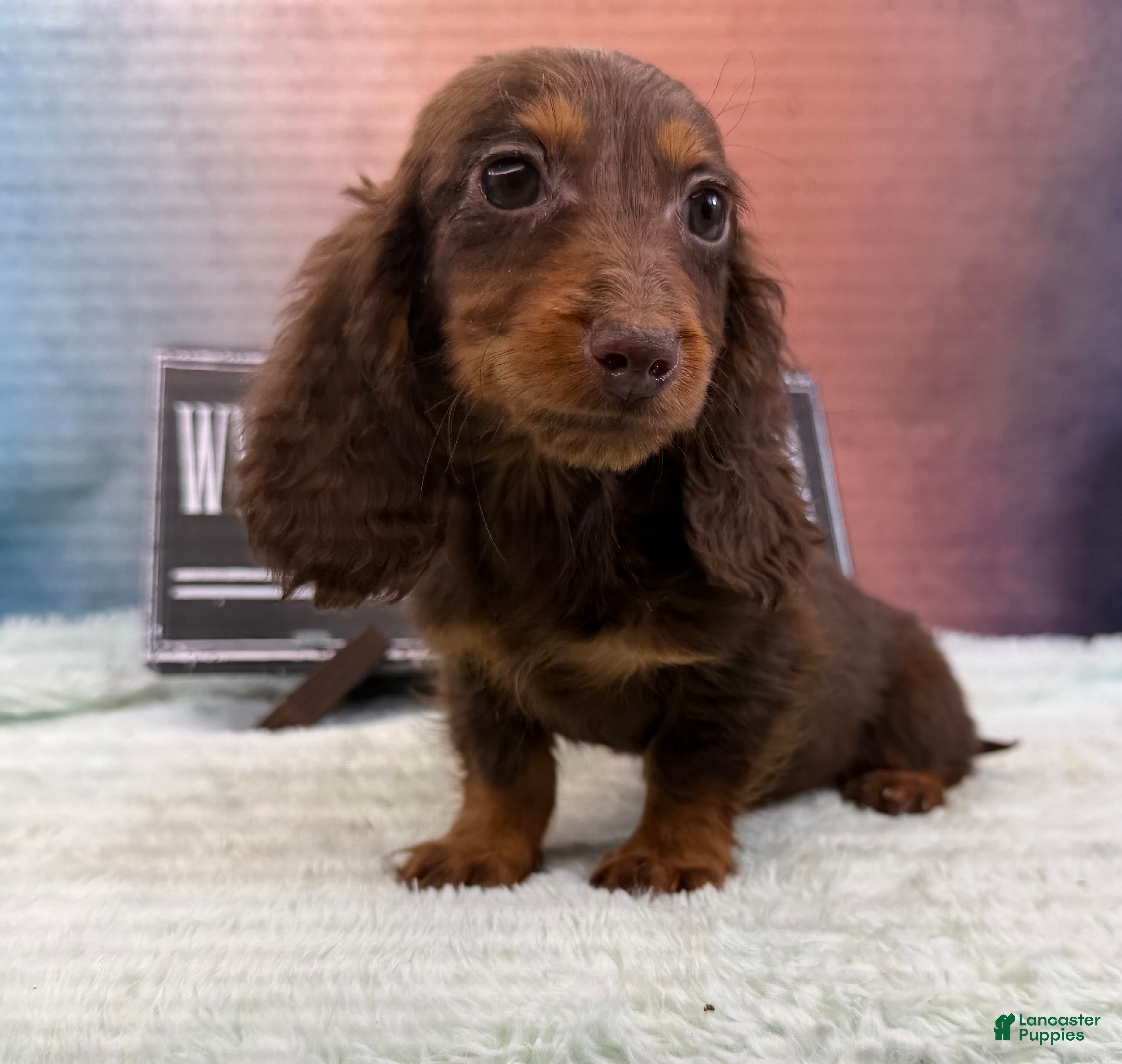 Dachshund dogs Chocolate mini long coat - Ad 25