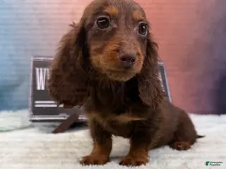 Dachshund dogs Chocolate mini long coat - Ad 25