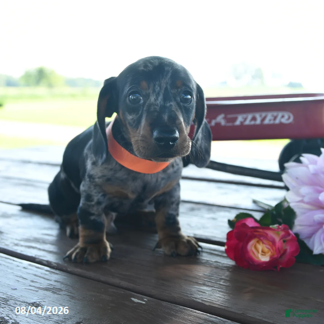 Miniature Dachshund dogs for sale: Boris - Ad 2