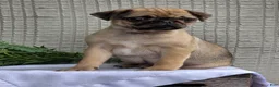 Pug dogs for sale: Bentley  - Ad 5
