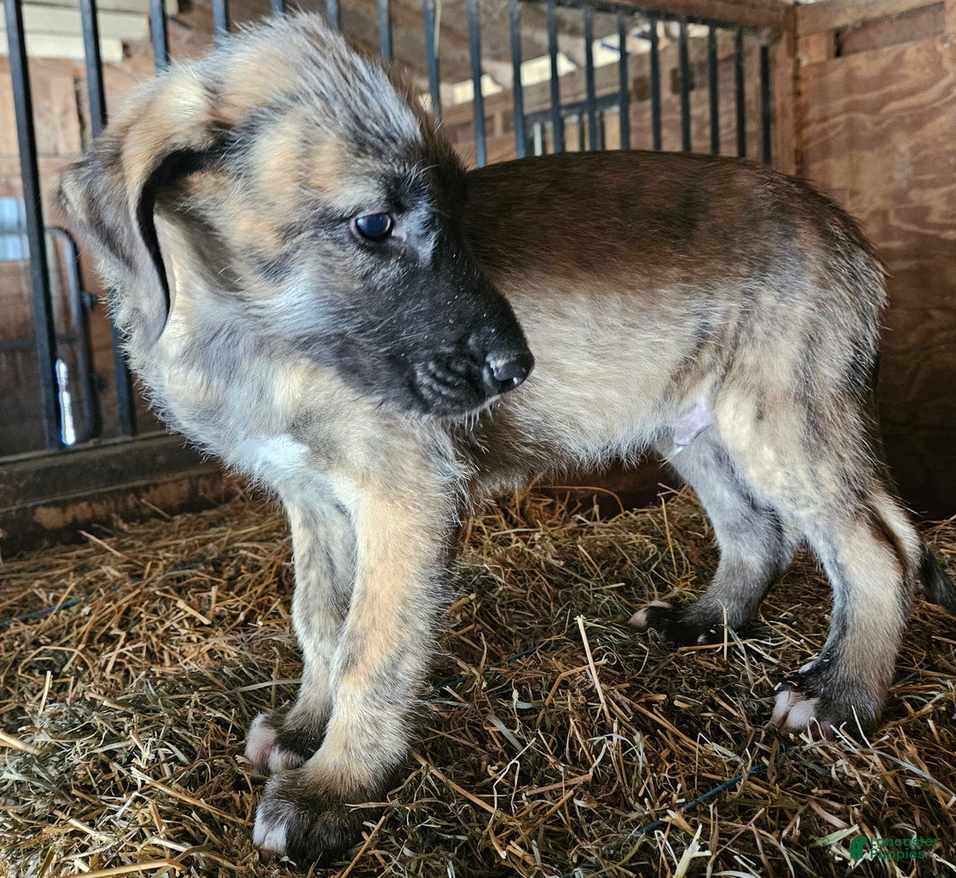 Irish Wolfhound dogs for sale: Irish Wolfhound Puppy 1 - Ad 2