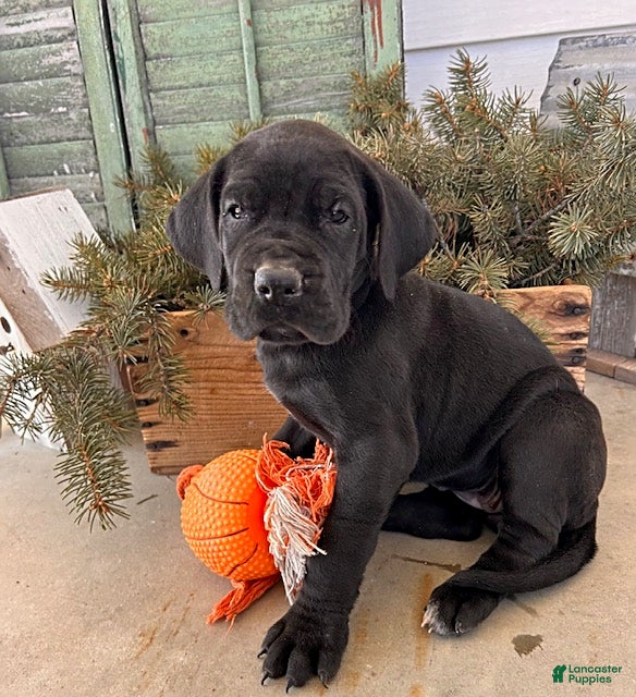 Great Dane dogs Roxy - Ad 1