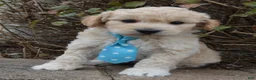 Mini Goldendoodle dogs for sale: Mini Gus - Ad 5
