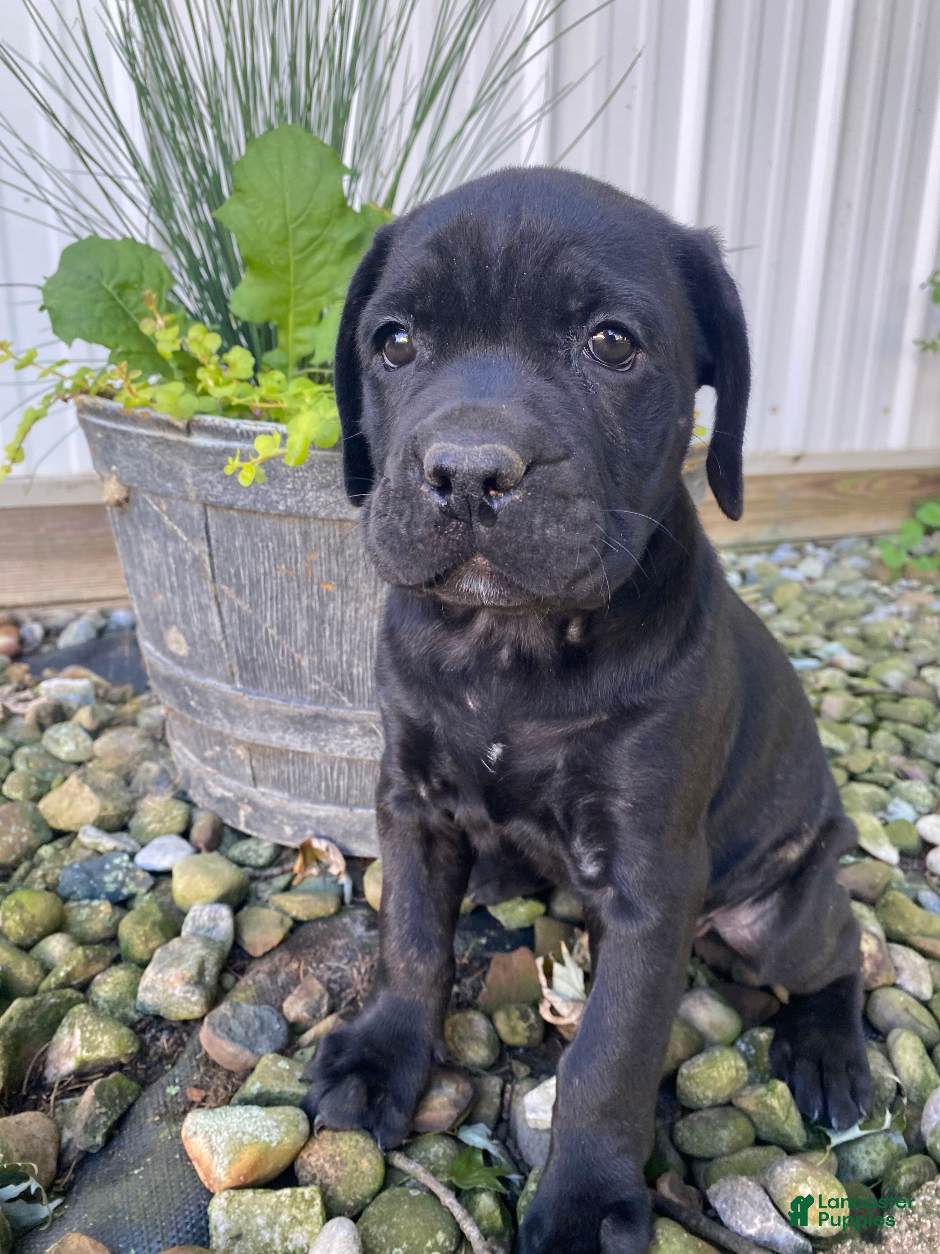 Cane Corso dogs Janelle - Ad 1