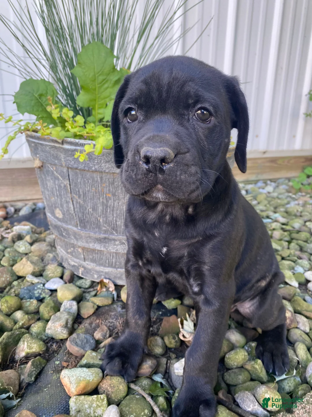 Cane Corso dogs for sale: Janelle - Ad 1