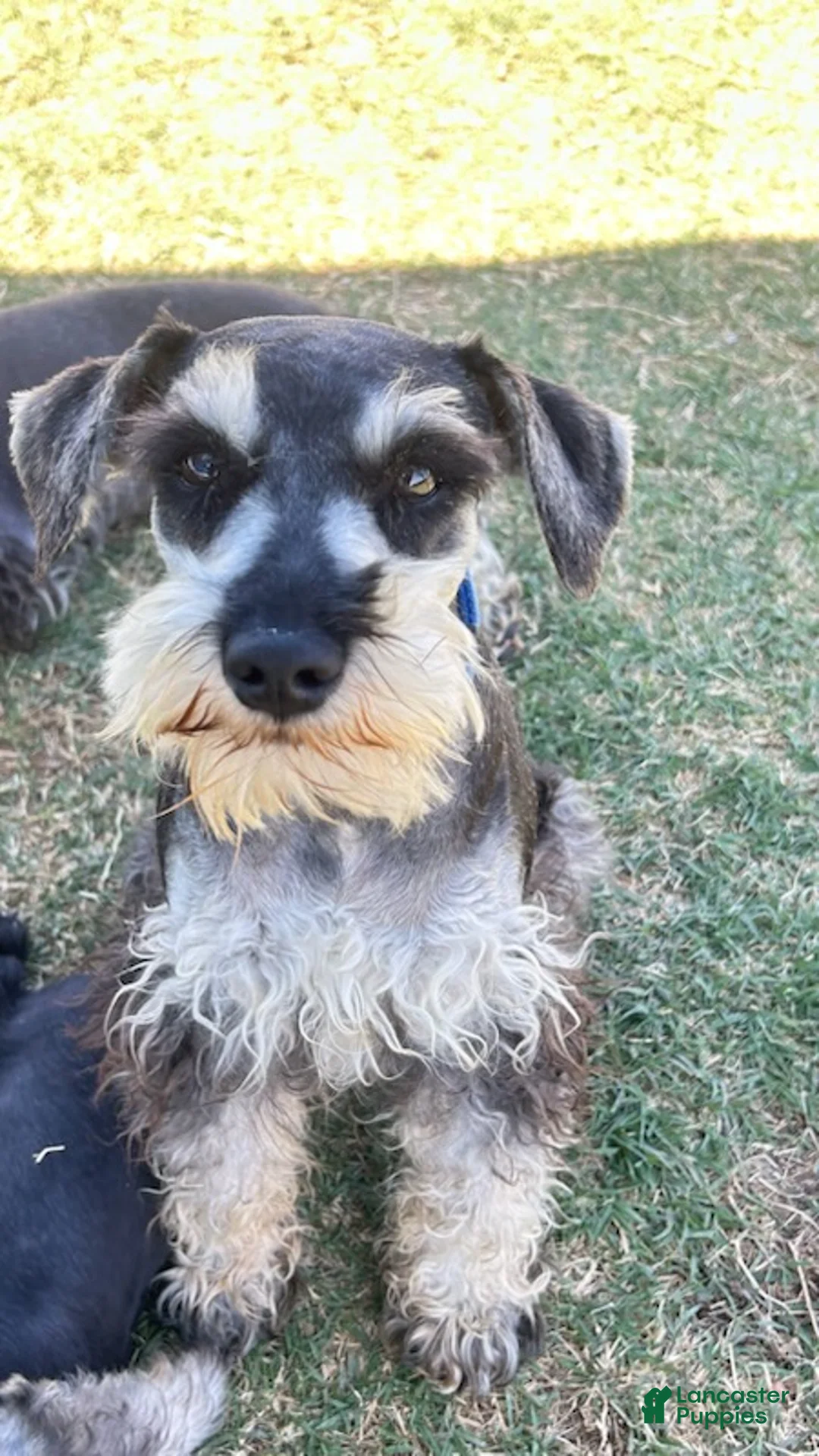 Miniature Schnauzer dogs for sale: Ranger - Ad 1
