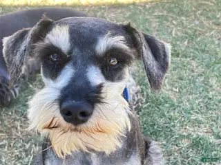 Miniature Schnauzer dogs for sale: Ranger - Ad 3