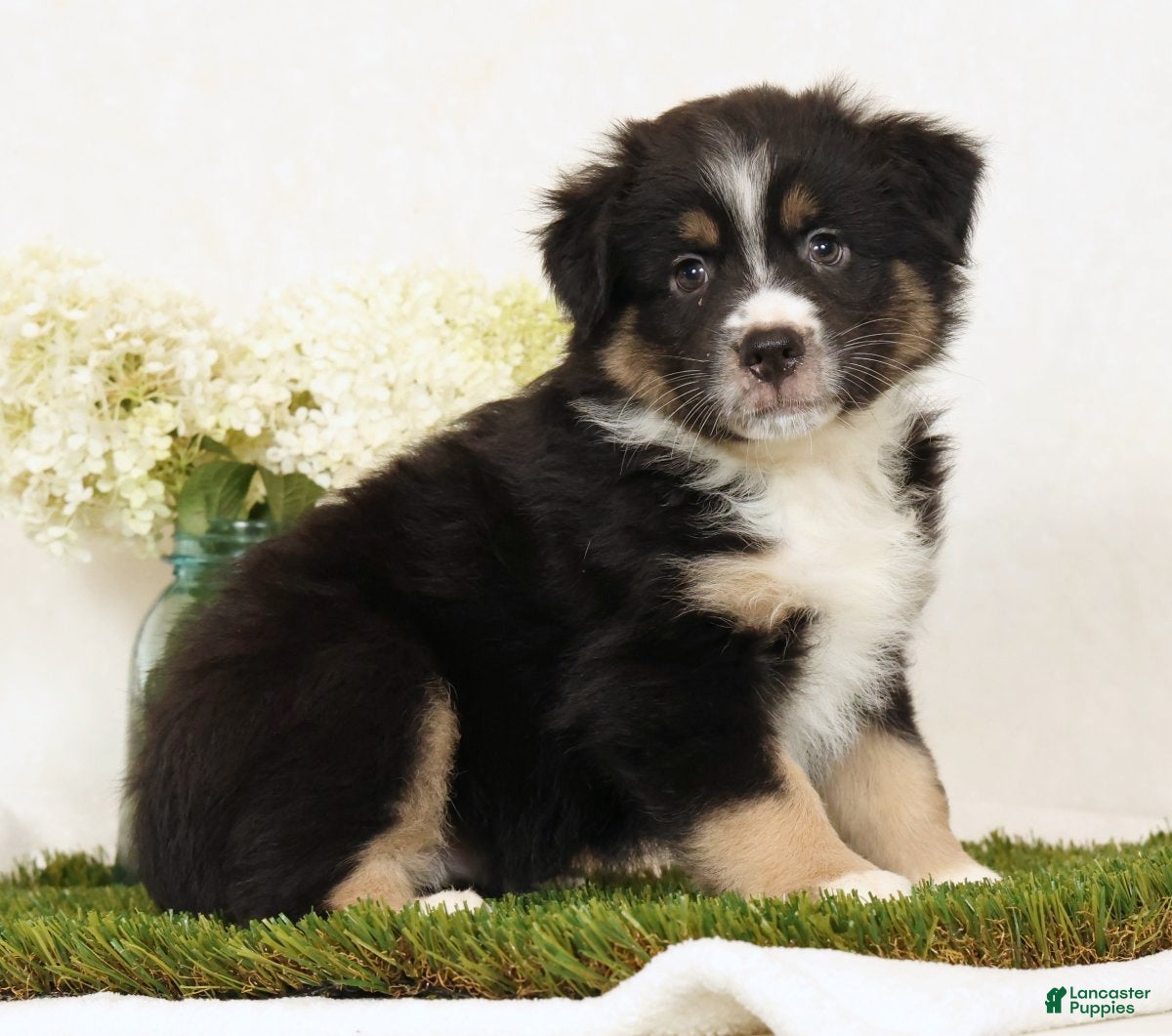 Miniature Australian Shepherd dogs Lego - Ad 2