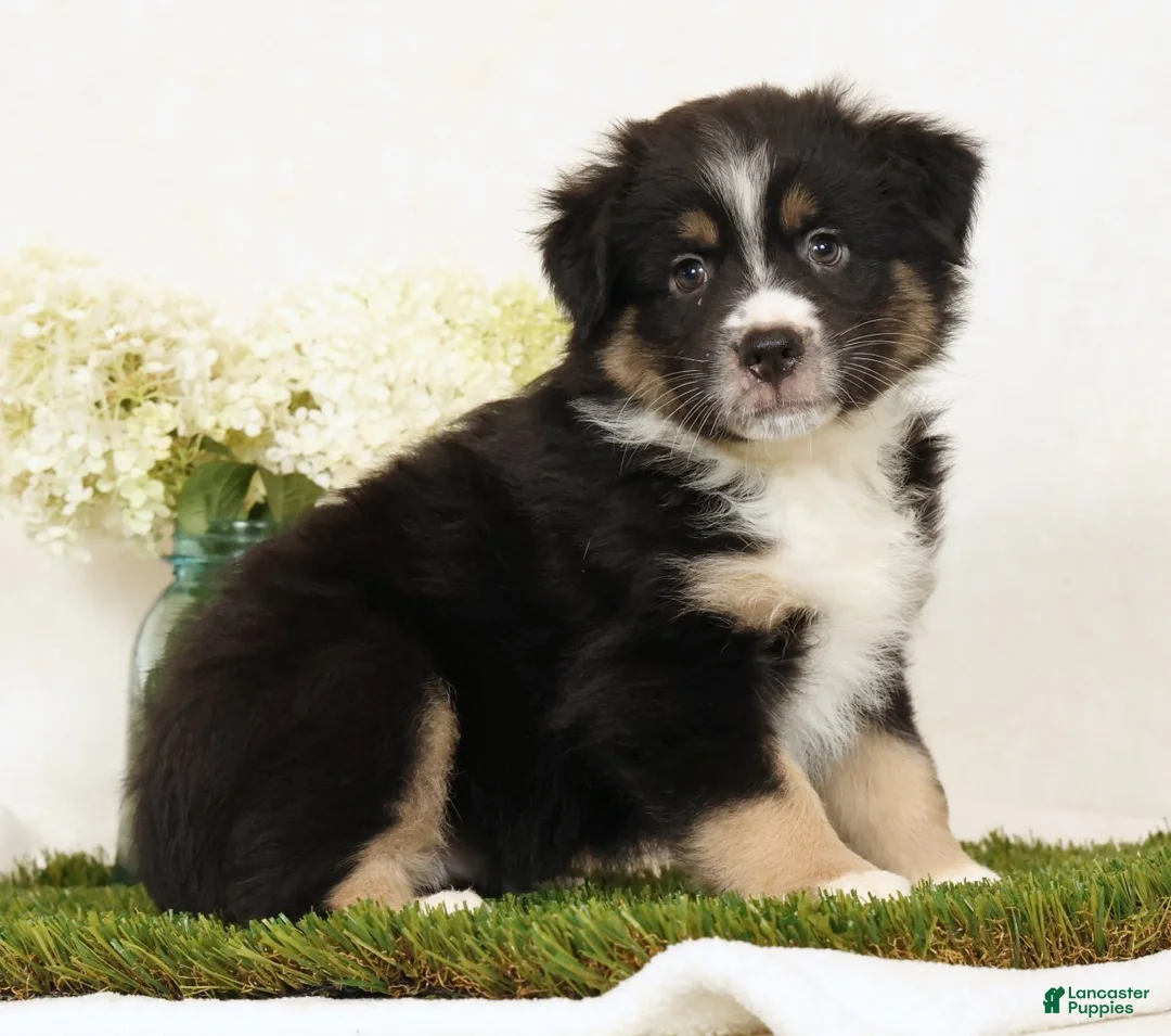 Miniature Australian Shepherd dogs for sale: Lego - Ad 2