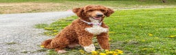 Goldendoodle dogs for sale: Daisy - Ad 9