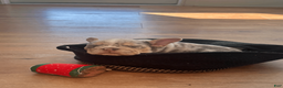 Mixed Breed dogs for sale: Fawn Merle, Micro Bully Female - Ad 4