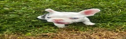 French Bulldog dogs for sale: French Bulldog 2 - Ad 3