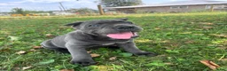 Cane Corso dogs for sale: Bear - Ad 11