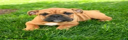 English Bulldog dogs for sale: Eleanor - Ad 3