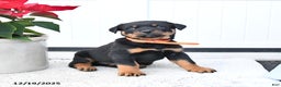 Rottweiler dogs for sale: Titan - Ad 1
